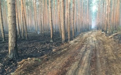 Waldbrand in Fichtenwalde – Kampf gegen die Flammen